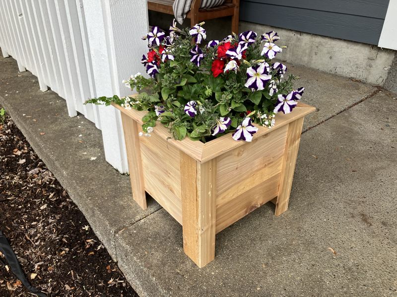 A square cedar planter box filled with red and purple petunias beside a front walk