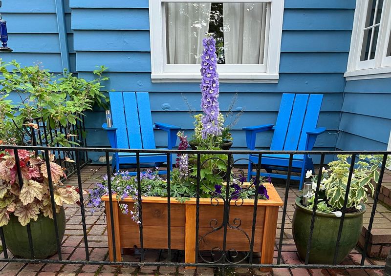 A long cedar planter box with delphinium on a patio in front of a blue house