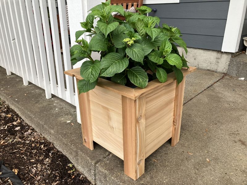A square cedar planter box holding a leafy hydrangea