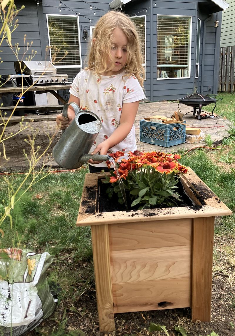 A girl watering orange gerbera daisies in a square cedar planter box